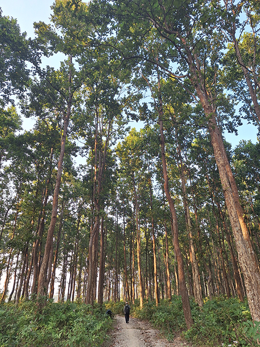 Amaha Community Forest, Sunsari - those who claim the forest - shradha khadka researcher - centre for social change